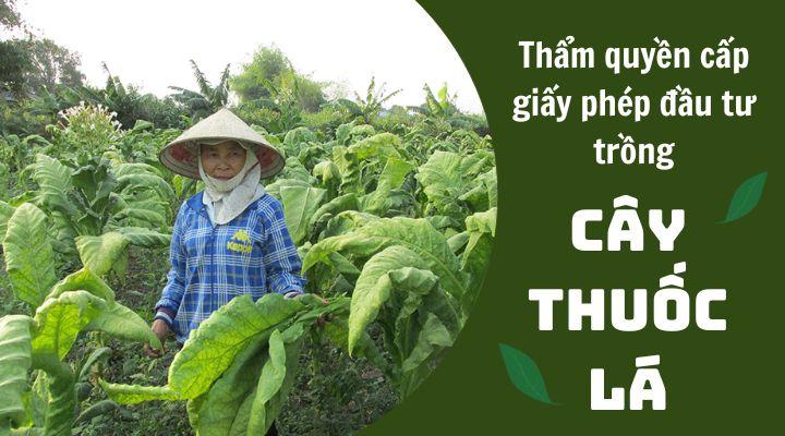 Thẩm quyền cấp Giấy phép đầu tư trồng cây thuốc lá