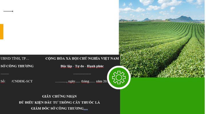 Giấy phép đầu tư trồng cây thuốc lá thời hạn cấp tại Việt Nam