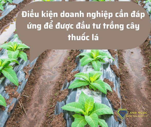 Điều kiện cần đáp ứng để đầu tư trồng cây thuốc lá