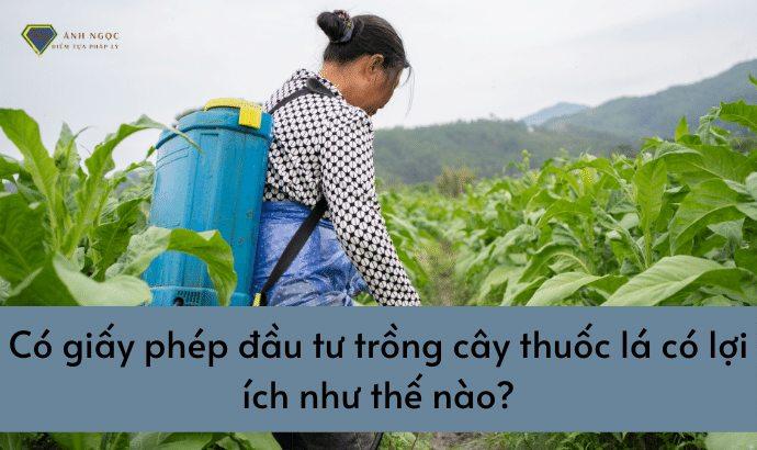 Lợi ích khi có giấy phép đầu tư trồng cây thuốc lá