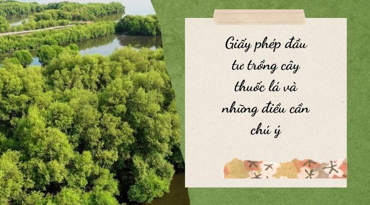 Nội dung Giấy phép đầu tư trồng cây thuốc lá hiện nay