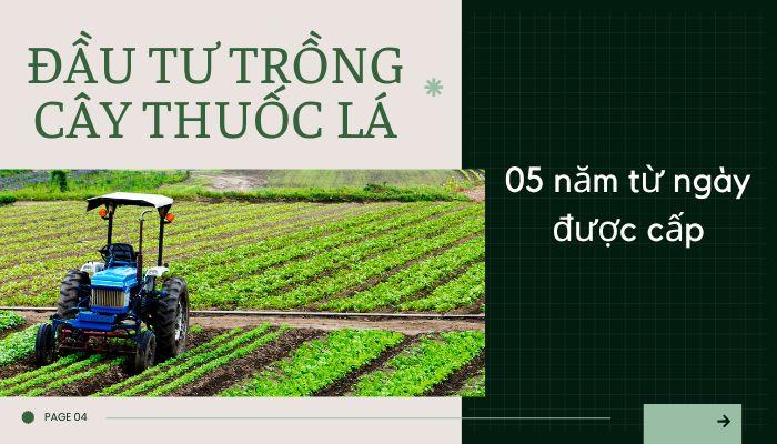 Chi tiết thời hạn của giấy phép đầu tư trồng cây thuốc lá 