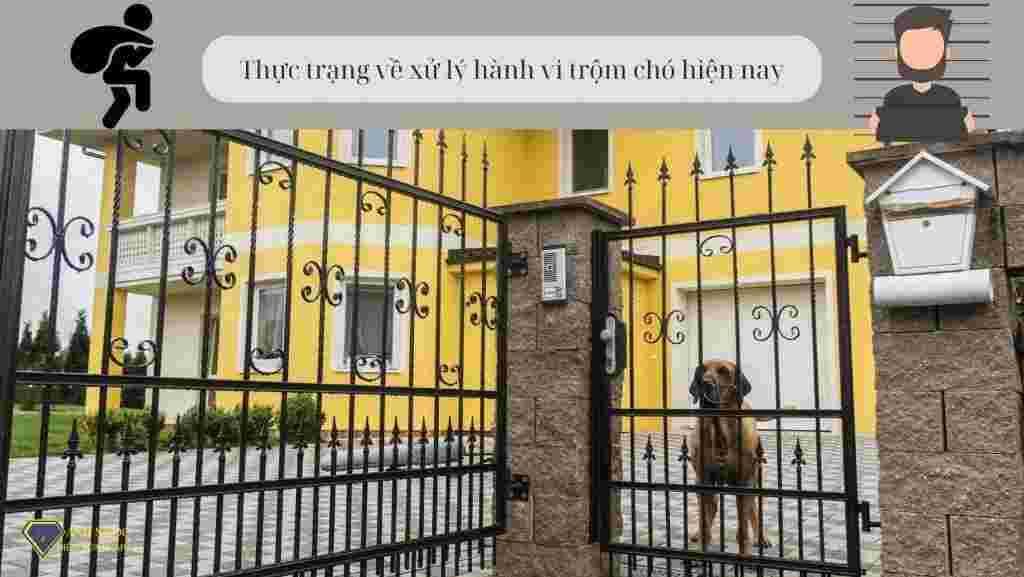 Thực trạng về xử lý hành vi trộm chó hiện nay