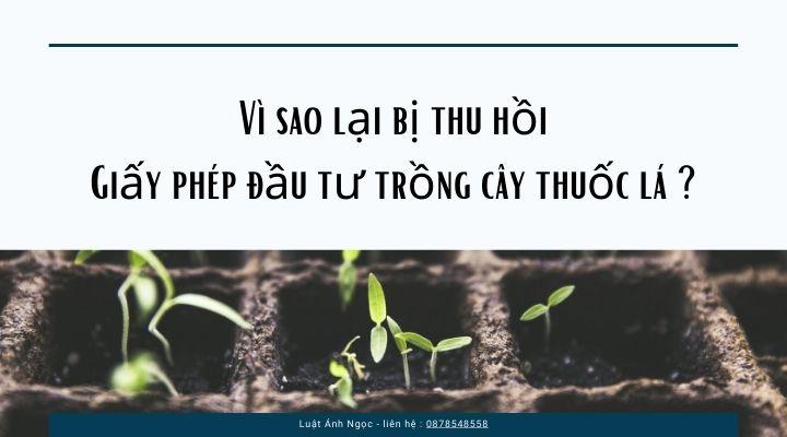 Thủ tục thu hồi Giấy chứng nhận đủ điều kiện đầu tư trồng cây thuốc lá