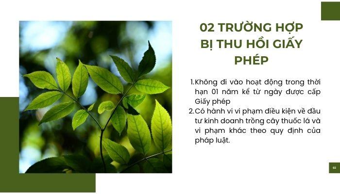 Trường hợp bị thu hồi giấy phép đầu tư trồng cây thuốc lá